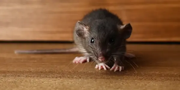 mouse in a house