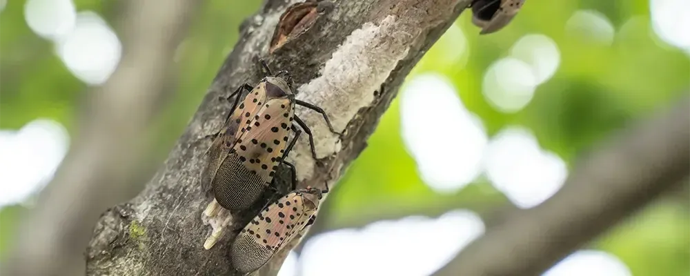 Spotted Lanternfly Laying Eggs