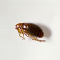 a flea on a white surface