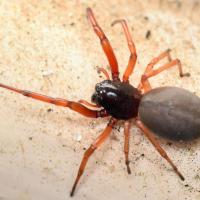 broad-faced-sac-spider