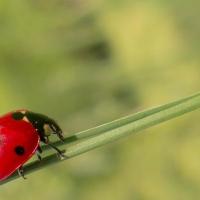 Do Ladybugs Bite? Ladybug on a blade of grass