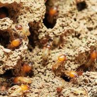 Termites in mud tunnels