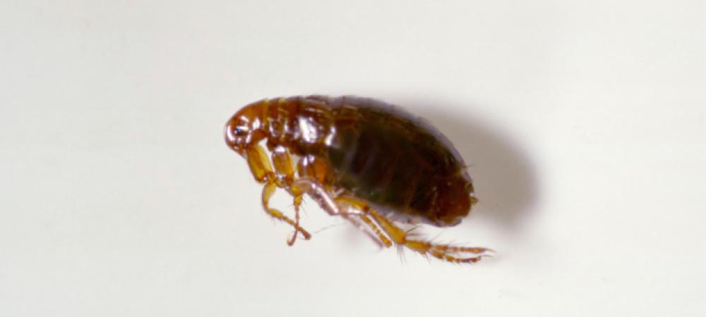 a flea on a white surface