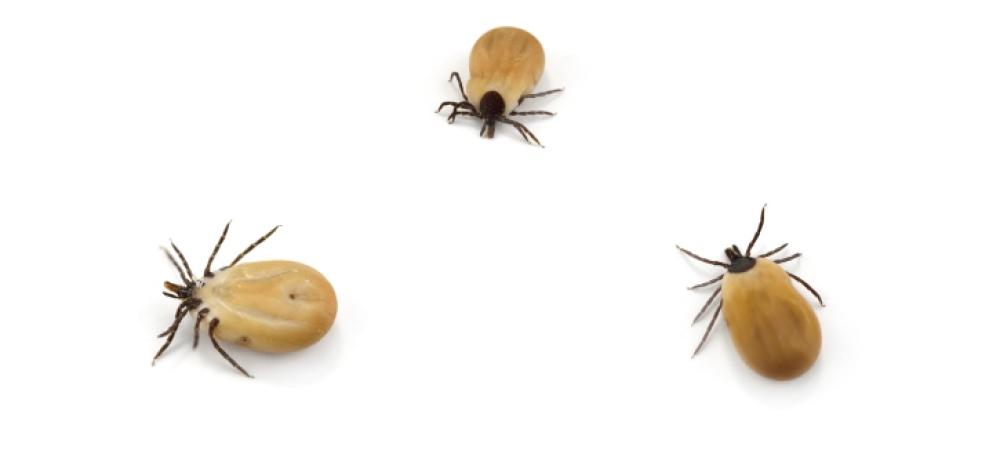 ticks-white-backround