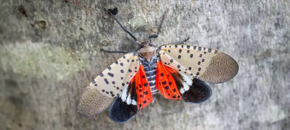 spotted-lantern-fly