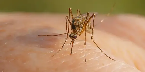 mosquito on somebody