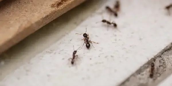 Ants in a home