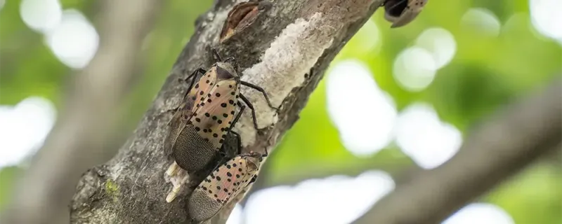 Lanternfly